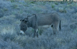 Wild Burro