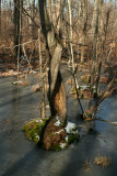 Twisted Tree