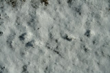 Eastern Cottontail