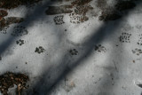 Domestic Dog on Ice covered with Light Snow