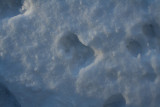 Virginia Opossum in Fluffy Snow