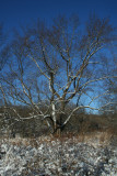 Late Winter Snow