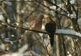 Mourning Doves