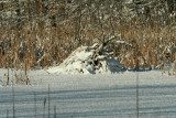 Beaver Lodge on Auto Parts Pond