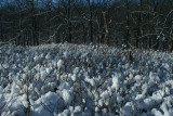 Cotton