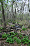 Skunk Cabbage Along the Brook