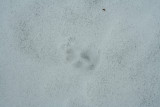 Bobcat on Ice with Light Snow Cover