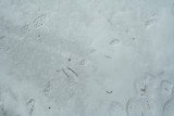 Fisher Tracks on Ice with a Light Snow Cover