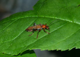 bug5_bmb.jpg