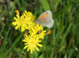 Common Ringlet