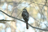 Sharp-shinned Hawk