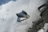 Canada Goose in Ice
