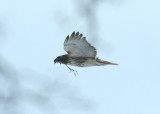 Red-tailed Hawk with Nesting Material