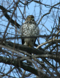 Coopers Hawk