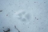 Eastern Coyote in Wet Snow