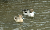 Northern Pintails