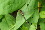 dragonfly18.jpg