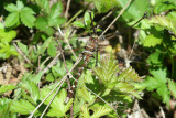 dragonfly19.jpg