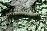caterpillar19.jpg