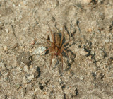 spider13.jpg