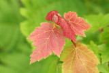 Maple Leaves
