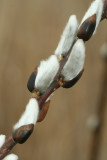 Pussywillows