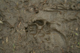 Eastern Coyote in Solf Mud