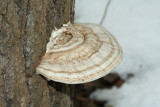 shelfmushroom_bmb.jpg