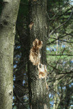 Damage From a Pileated Woodpecker