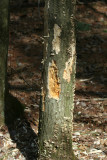 Damage From a Pileated Woodpecker