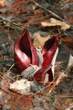 Skunk Cabbage