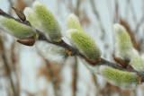 Pussywillows