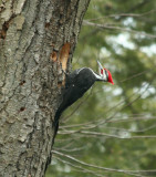 Pileated Woodpecker