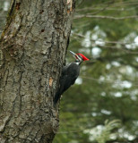 Pileated Woodpecker