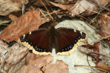 Mourning Cloak