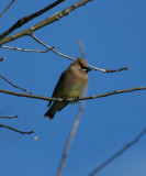 Cedar Waxwing