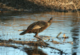 Wild Turkey