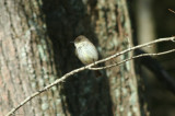 Eastern Phoebe