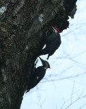 Pileated Woodpeckers