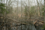 Weasel Swamp