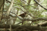 Fox Sparrow