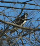 Osprey