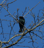 Brown-headed Cowbird