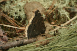 Mourning Cloak