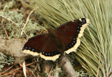 Mourning Cloak