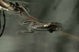 Wood Frog