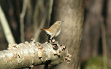 Hermit Thrush