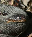 Northern Water Snake