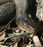 Northern Water Snake