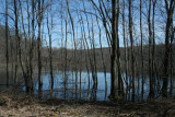 Springtime at the Bog